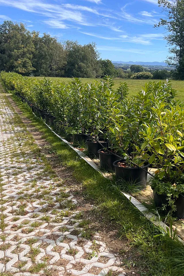 Sonderangebot: Prunus laurocerasus / Kirschlorbeer „Caucasica“ im Topf