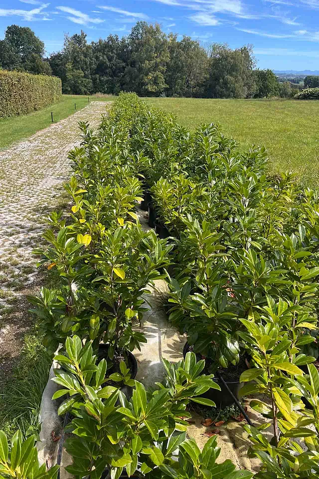 Sonderangebot: Prunus laurocerasus / Kirschlorbeer „Caucasica“ im Topf