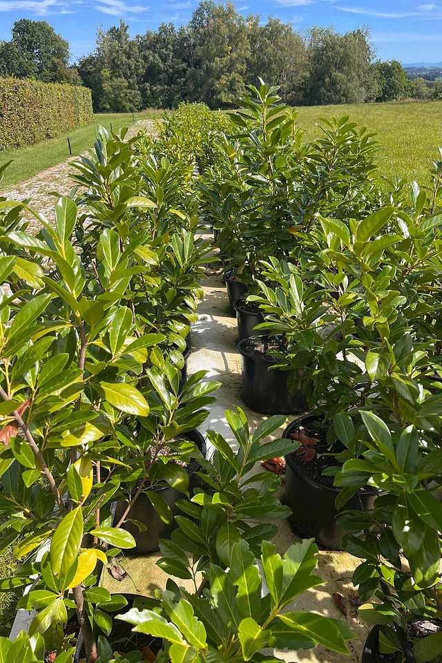 Sonderangebot: Prunus laurocerasus / Kirschlorbeer „Caucasica“ im Topf