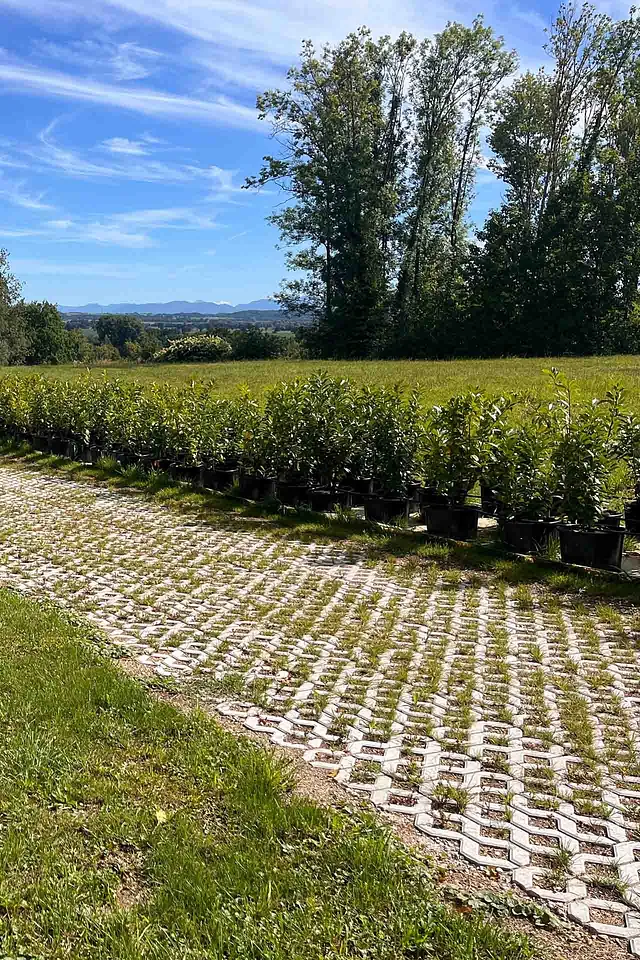 Sonderangebot: Prunus laurocerasus / Kirschlorbeer „Caucasica“ im Topf