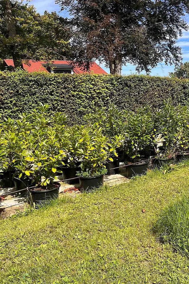 Sonderangebot: Prunus laurocerasus / Kirschlorbeer „Caucasica“ im Topf